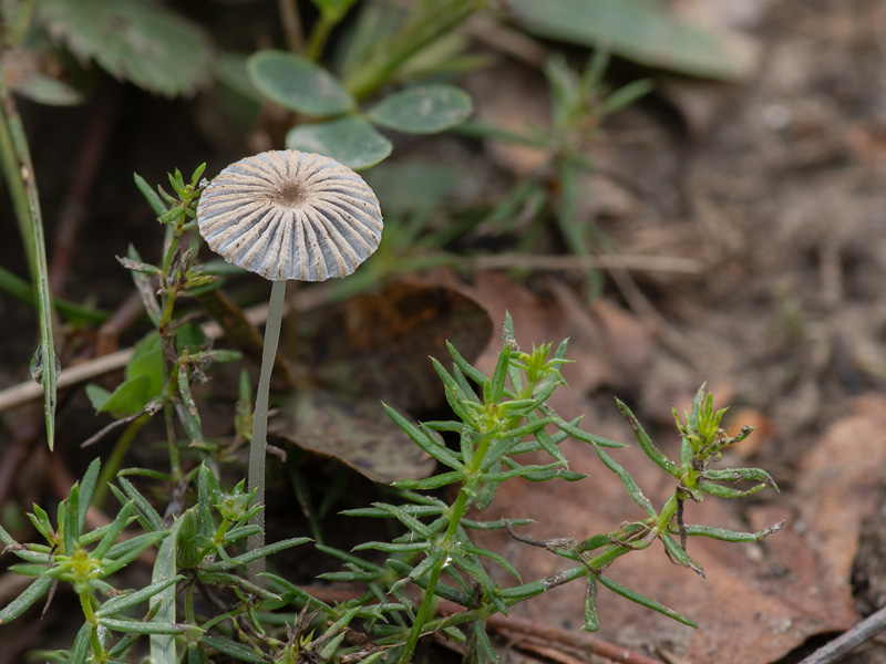 Coprinellus singularis